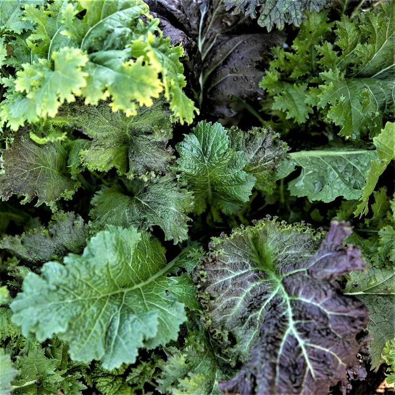 Mesclun de Moutardes Piquantes ( Brassica spp. )