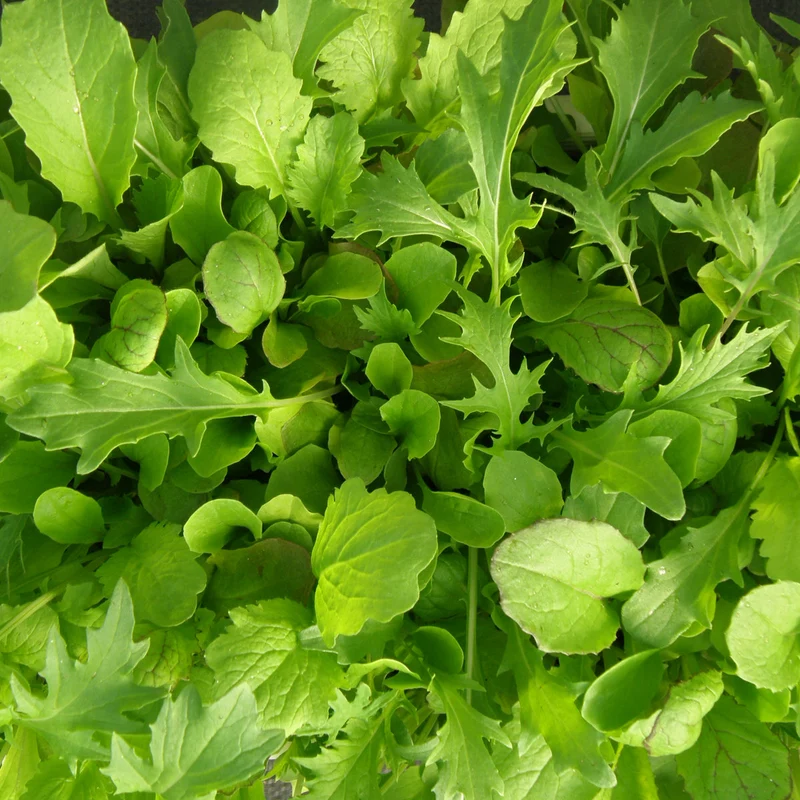 Mesclun de luxe