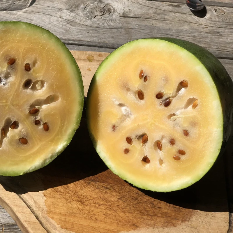 Melon deau ‘Sweet Siberian’ ( Citrullus lanatus )