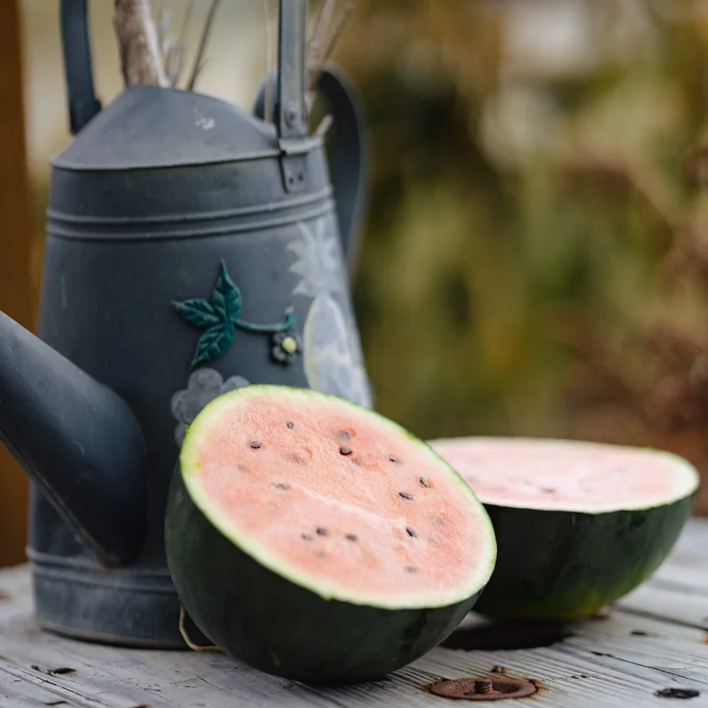 Melon deau ‘Blacktail Mountain’ ( Citrullus lanatus )