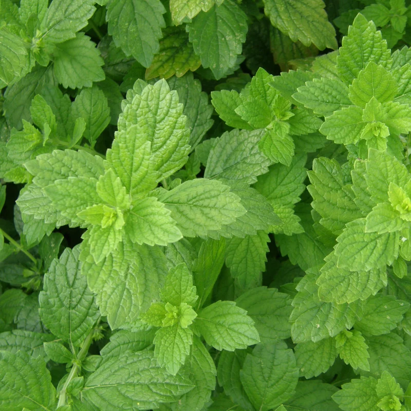 Mélisse officinale ( Melissa officinalis )
