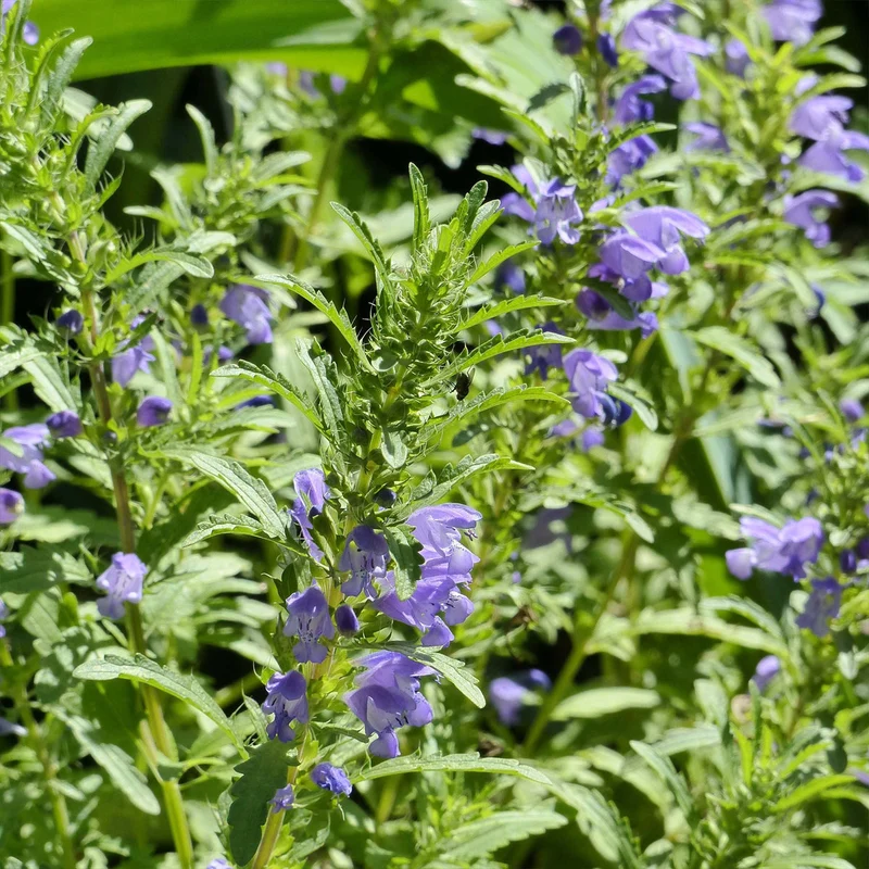 Mélisse de Moldavie ( Dracocephalum moldavica )