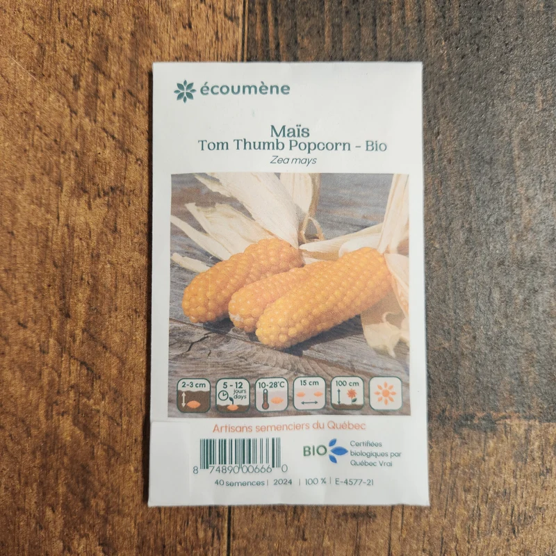 Maïs ‘Tom Thumb Popcorn’ ( Zea mays )