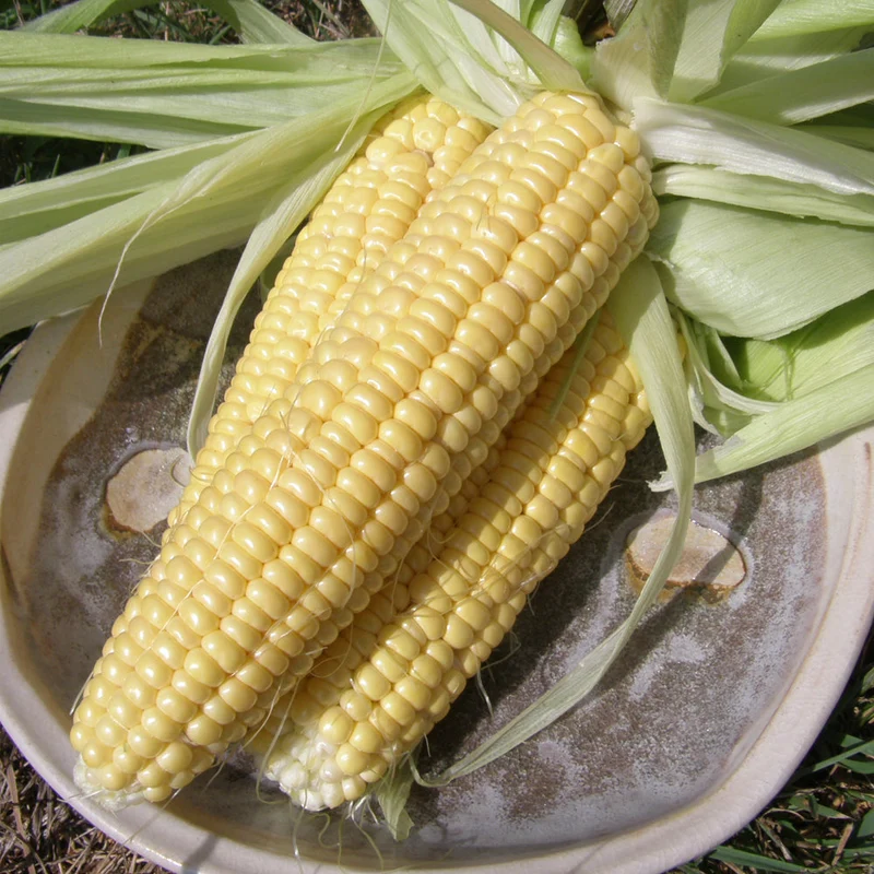 Maïs ‘Fisher’s Earliest’ ( Zea mays )