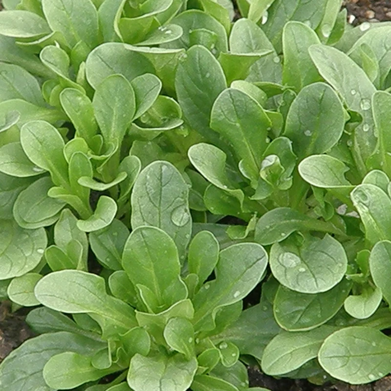 Mâche Verte ( Valerianella locusta )