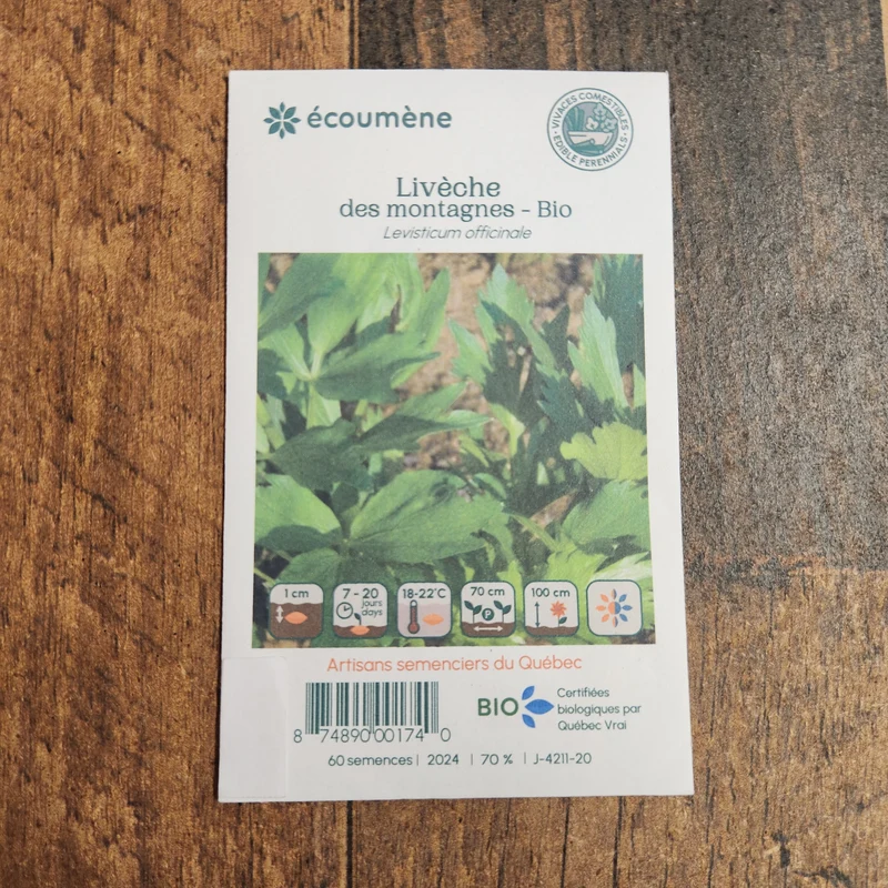 Livèche des montagnes ( Levisticum officinale )