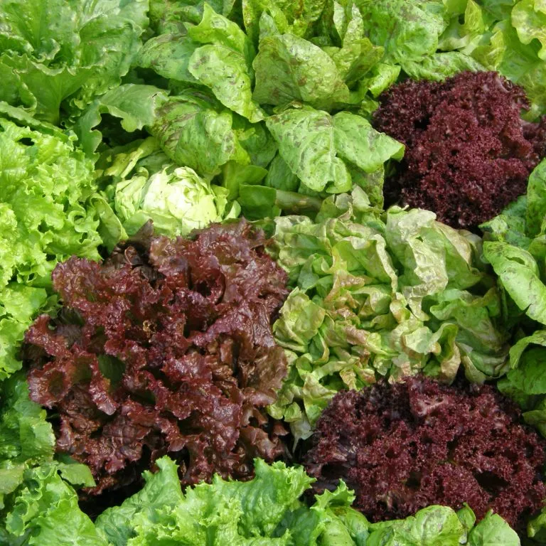 Laitue en mélange ( Lactuca sativa )