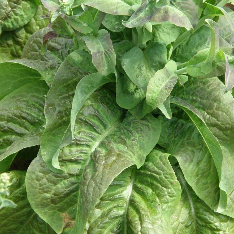 Laitue Tige Asperge ‘Cracoviensis’ ( Lactuca sativa )