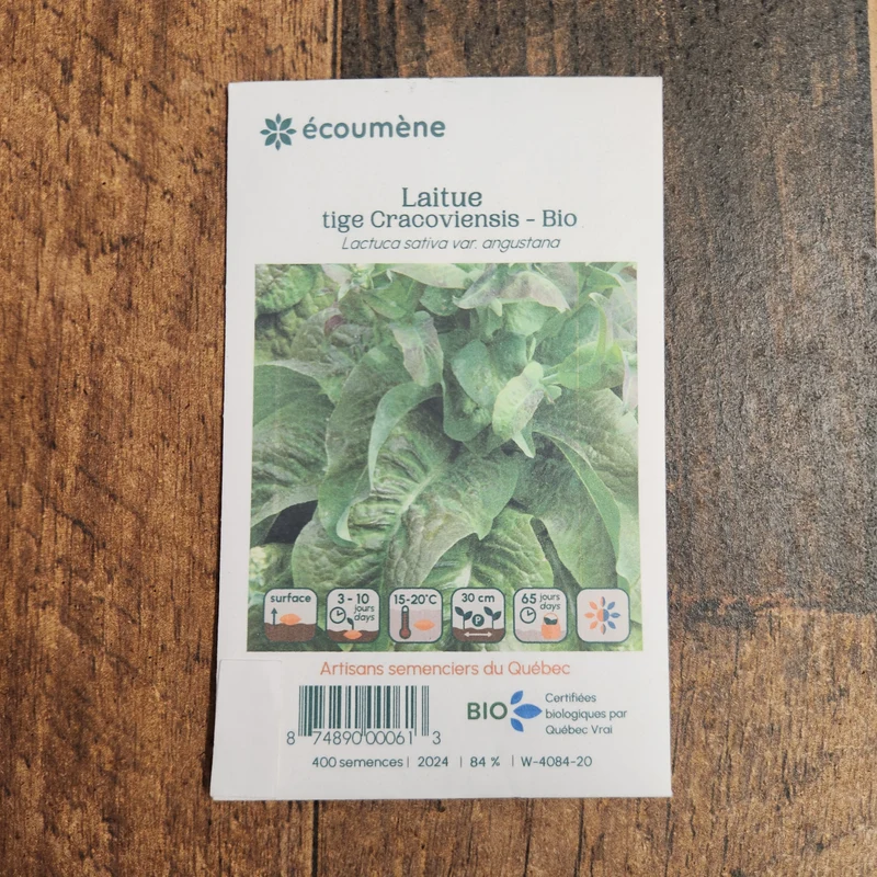 Laitue Tige Asperge ‘Cracoviensis’ ( Lactuca sativa )