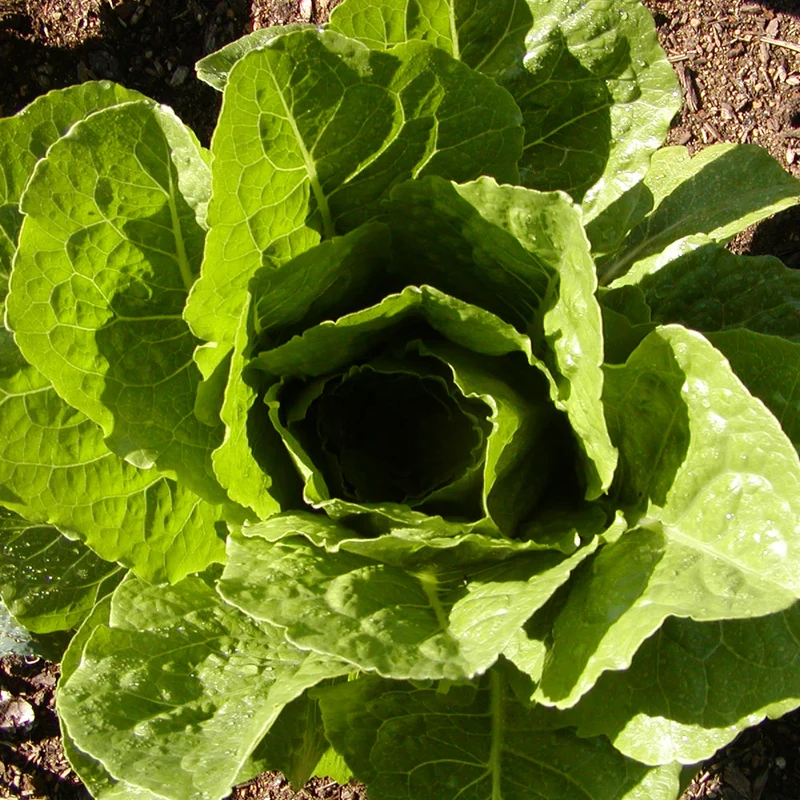 Laitue Romaine ‘Parris Island Cos’ ( Lactuca sativa )