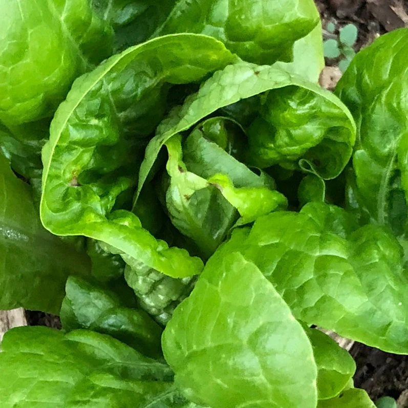 Laitue Pommée ‘Sucrine’ ( Lactuca sativa )