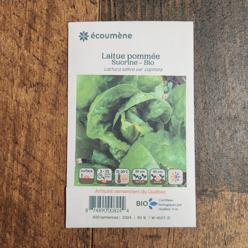 Laitue Pommée ‘Sucrine’ ( Lactuca sativa )