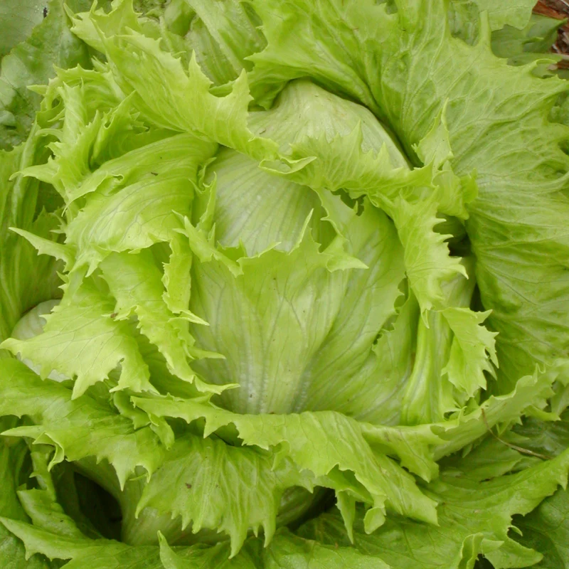 Laitue Pommée ‘Reine des Glaces’ ( Lactuca sativa )