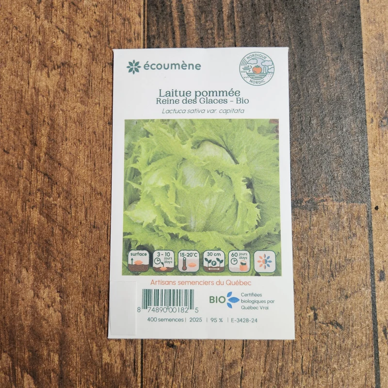 Laitue Pommée ‘Reine des Glaces’ ( Lactuca sativa )