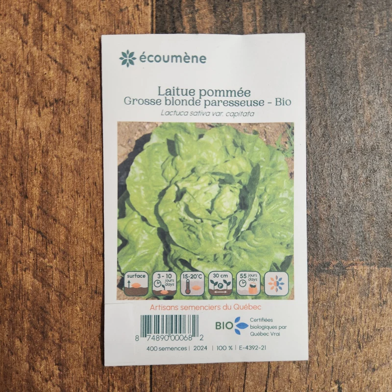 Laitue Pommée ‘Grosse blonde Paresseuse’ ( Lactuca sativa )