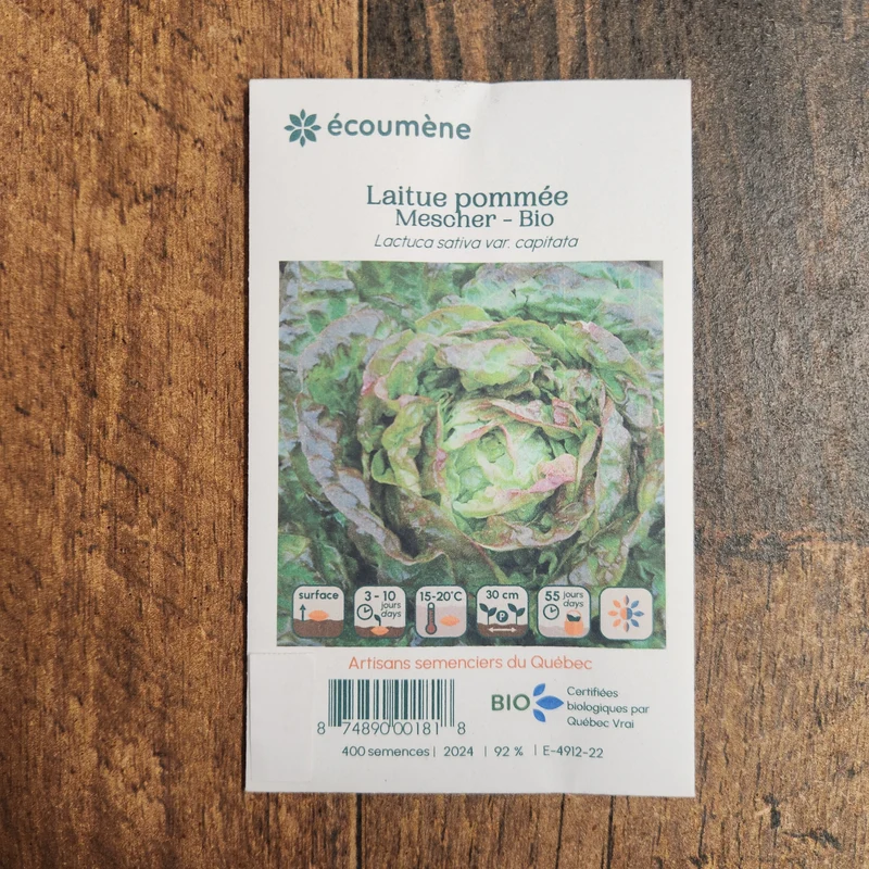 Laitue Pommée ‘Mescher’ ( Lactuca sativa )