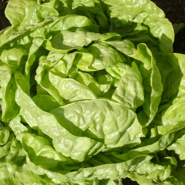 Laitue Pommée ‘Buttercrunch Bibb’ ( Lactuca sativa )