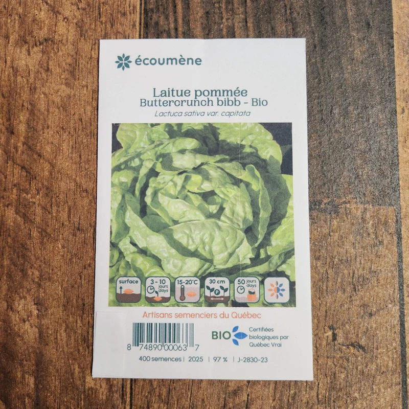 Laitue Pommée ‘Buttercrunch Bibb’ ( Lactuca sativa )