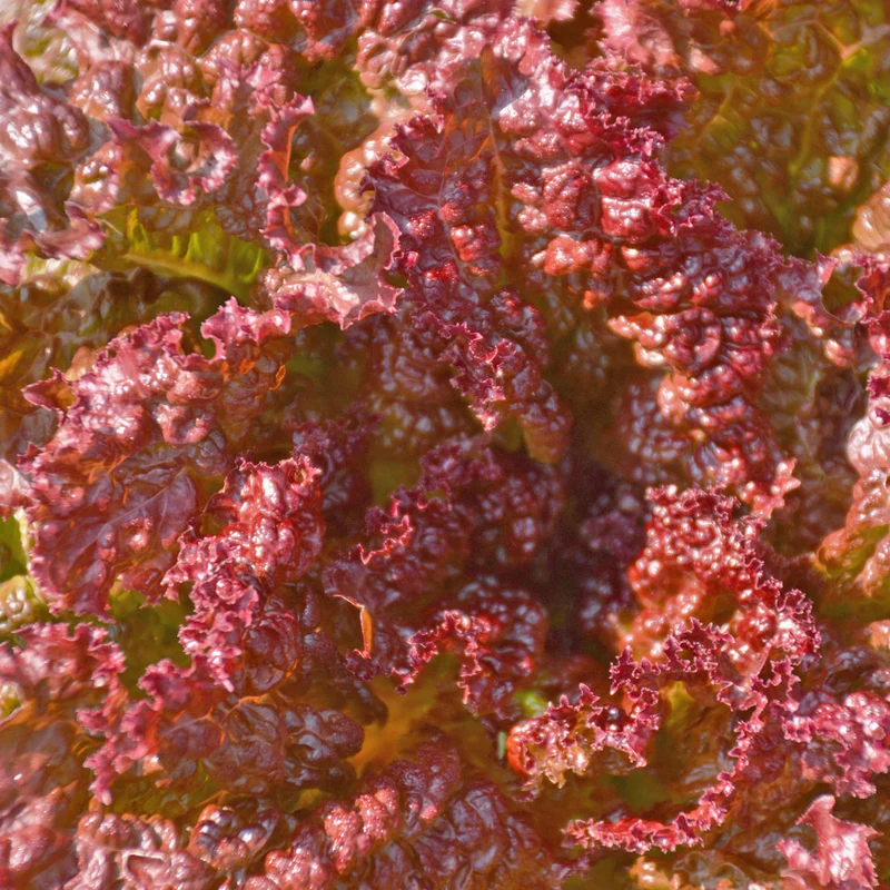 Laitue Feuille ‘Redina’ ( Lactuca sativa )