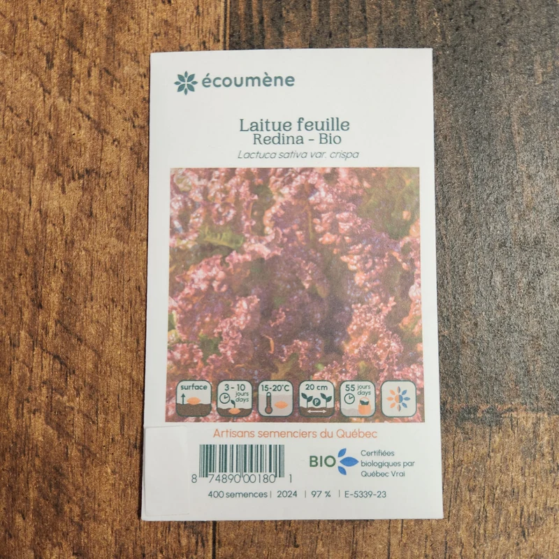 Laitue Feuille ‘Redina’ ( Lactuca sativa )