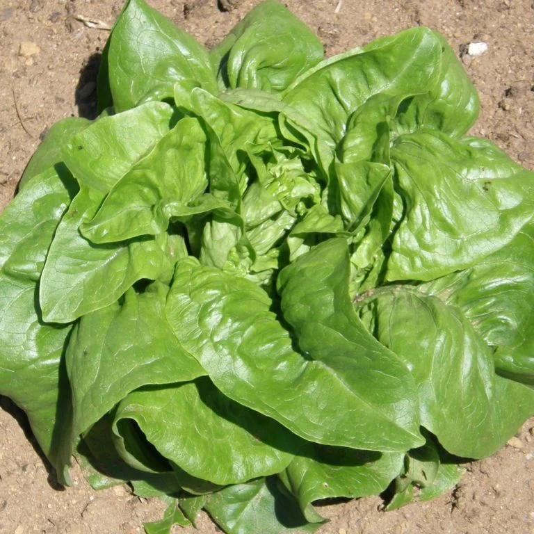 Laitue Feuille ‘Deer Tongue’ ( Lactuca sativa )