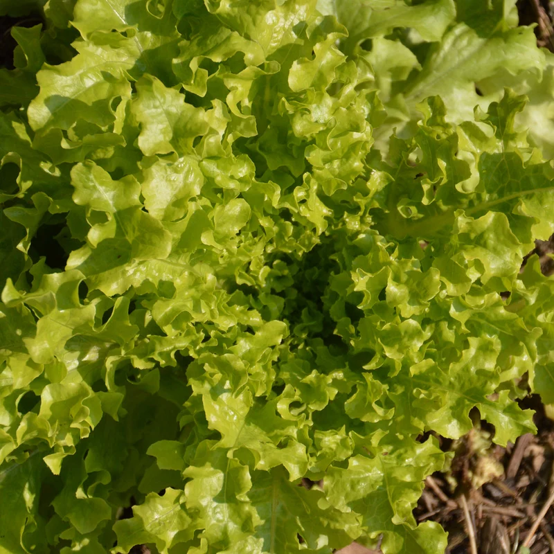 Laitue Feuille de Chêne ( Lactuca sativa )