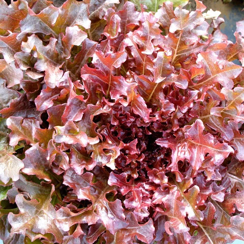 Laitue Feuille de Chêne Rouge ( Lactuca sativa )