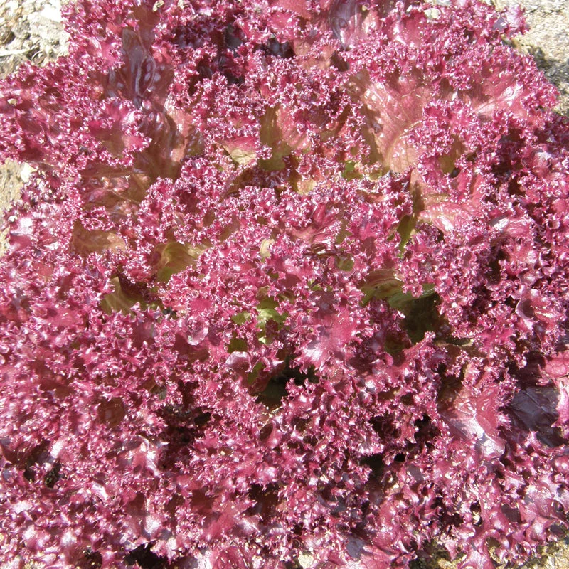 Laitue Feuille ‘Dark Lollo Rossa’ ( Lactuca sativa )