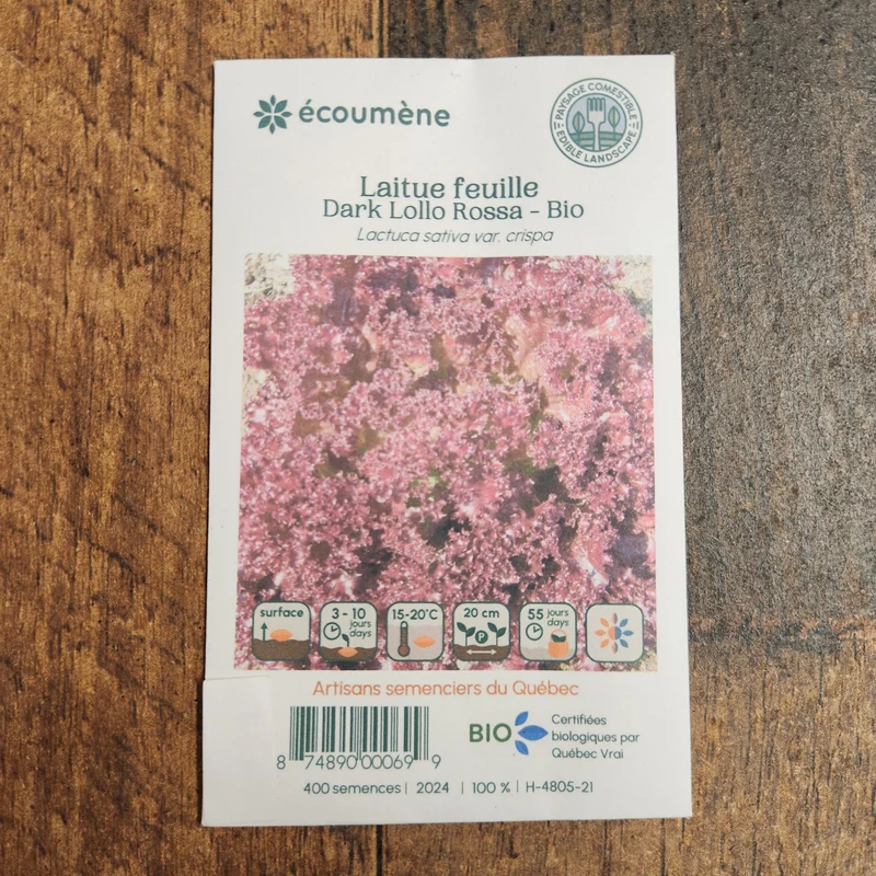 Laitue Feuille ‘Dark Lollo Rossa’ ( Lactuca sativa )