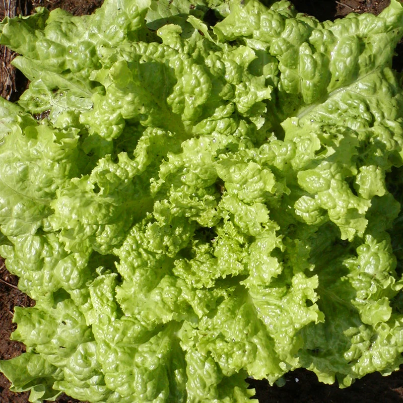 Laitue Feuille ‘Black Seeded Simpson’ ( Lactuca sativa )