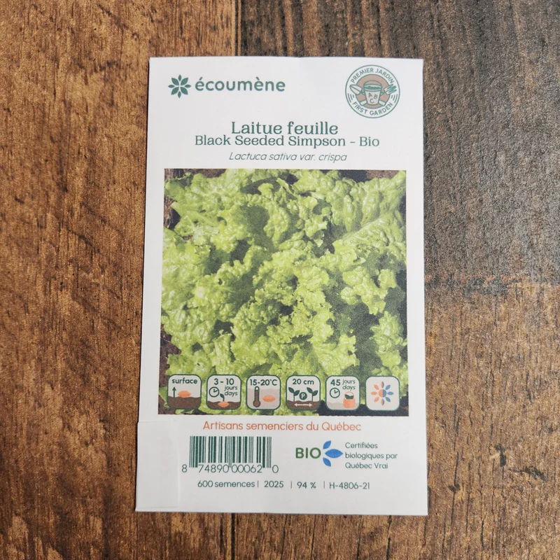 Laitue Feuille ‘Black Seeded Simpson’ ( Lactuca sativa )