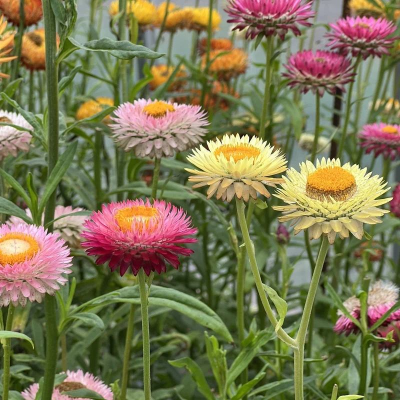 Immortelle à bractées en mélange ( Xerochrysum bracteatum )
