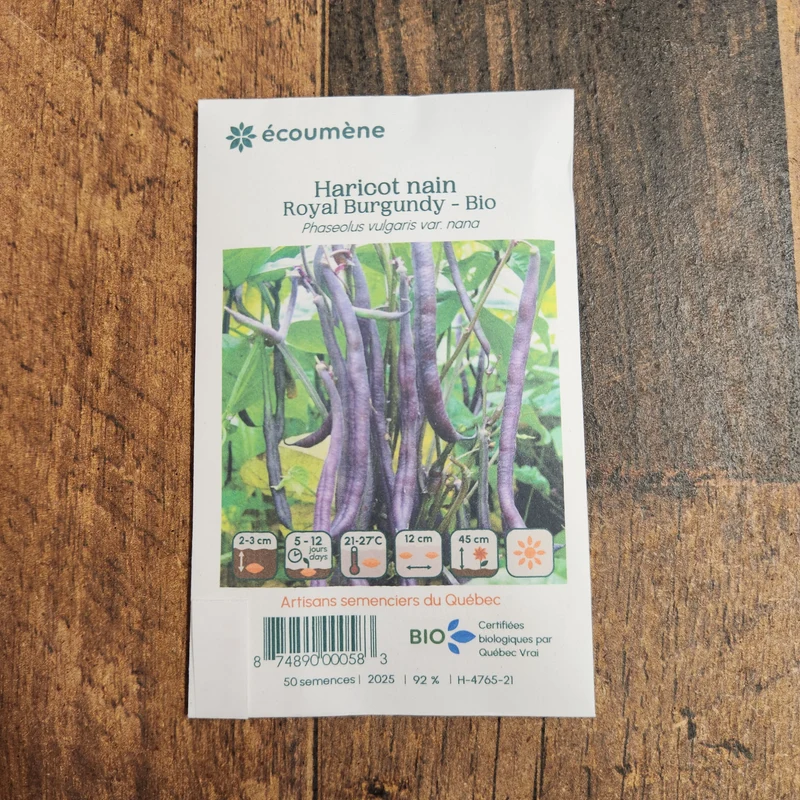 Haricot Nain ‘Royal Burgundy’ ( Phaseolus vulgaris )