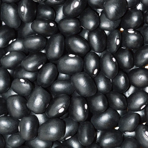 Haricot Sec ‘Hopi Black’ ( Phaseolus vulgaris )