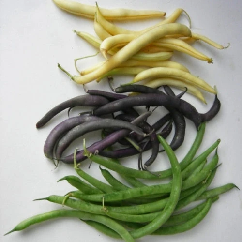 Haricots Nain en mélange ( Phaseolus vulgaris )