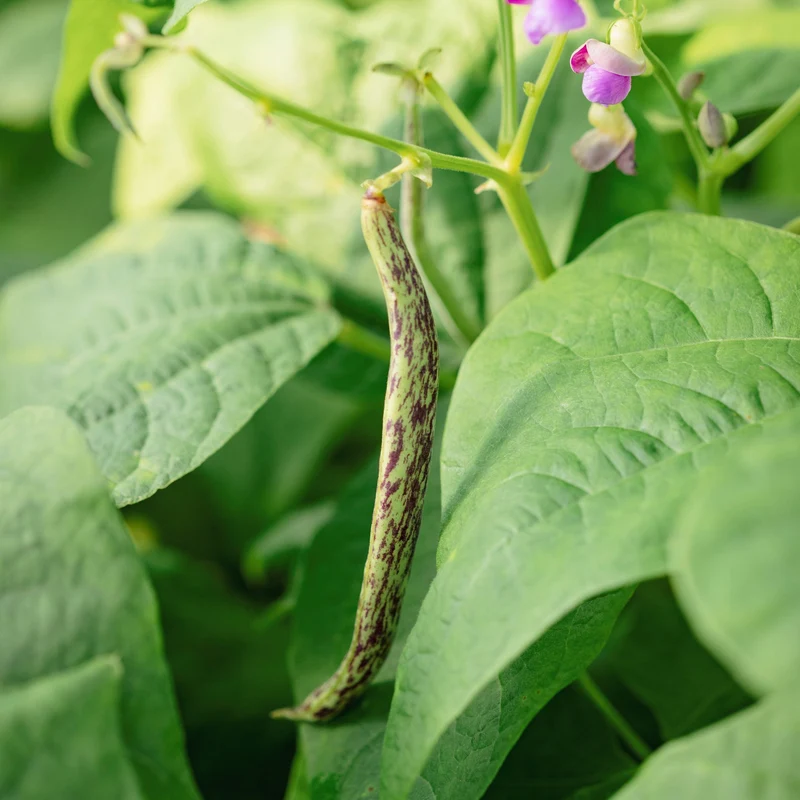 Haricot Nain ‘Merveille du Piémont’ ( Phaseolus vulgaris )