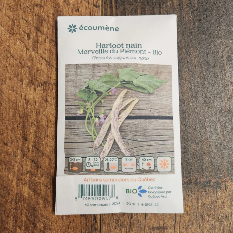 Haricot Nain ‘Merveille du Piémont’ ( Phaseolus vulgaris )