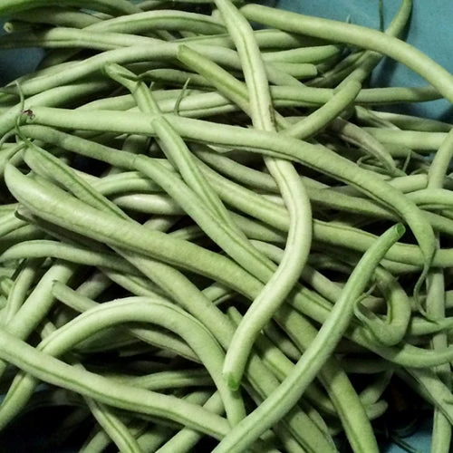 Haricot Nain ‘Maxibel’ ( Phaseolus vulgaris )