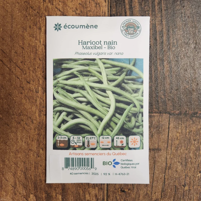 Haricot Nain ‘Maxibel’ ( Phaseolus vulgaris )