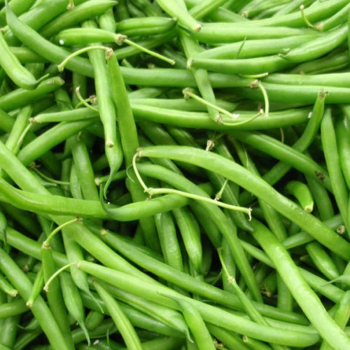 Haricot nain ‘Black Valentine’ ( Phaseolus vulgaris )