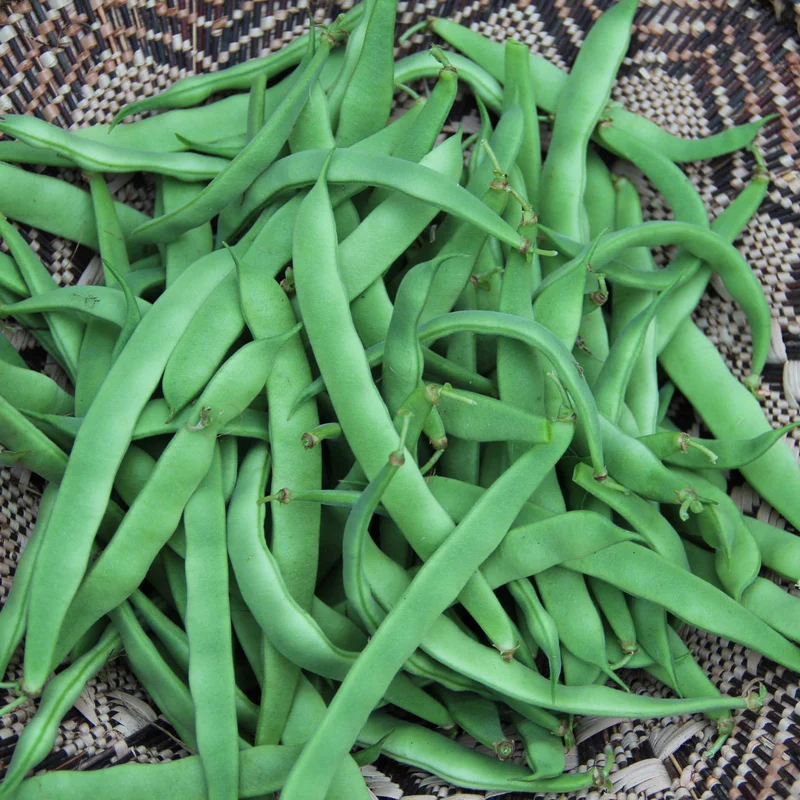 Haricot grimpant ‘Northeaster’ ( Phaseolus vulgaris )
