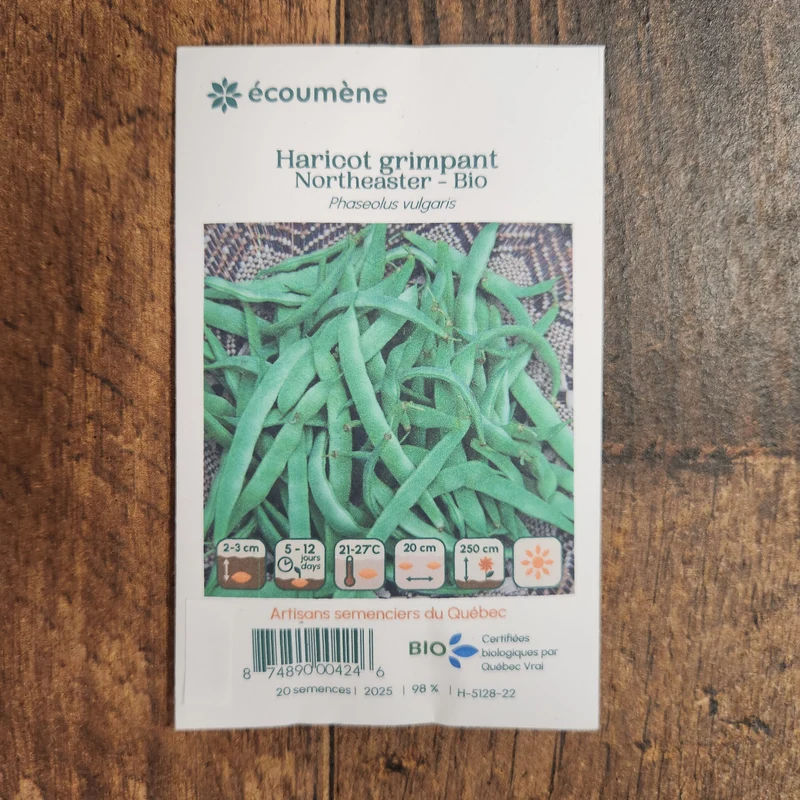 Haricot grimpant ‘Northeaster’ ( Phaseolus vulgaris )
