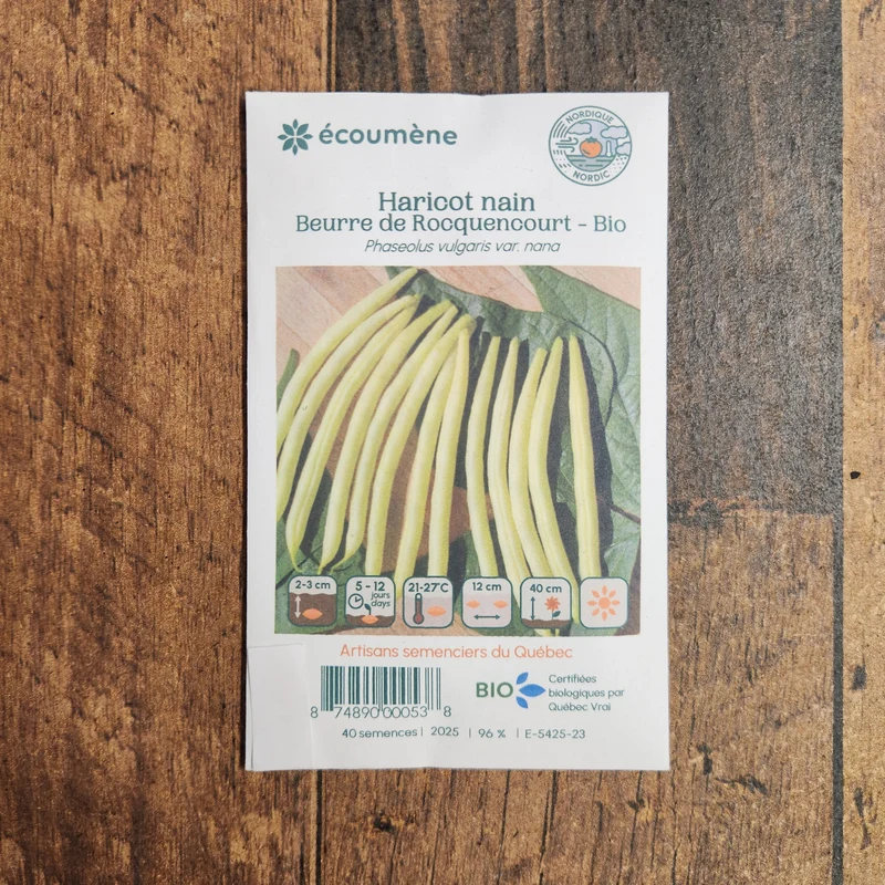Haricot nain ‘Beurre de Rocquencourt’ ( Phaseolus vulgaris )