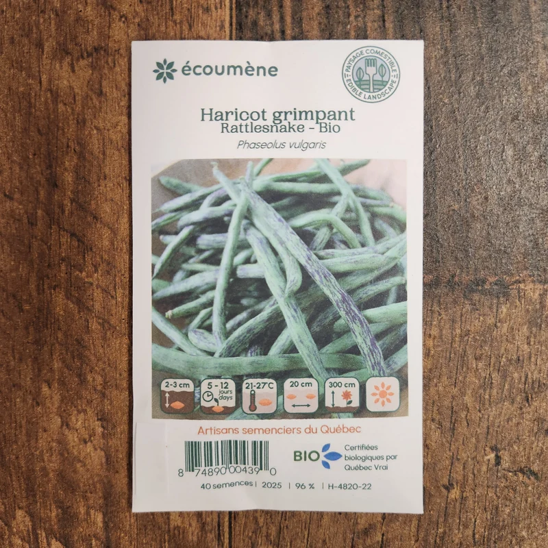 Haricot grimpant ‘Rattlesnake’ ( Phaseolus vulgaris )