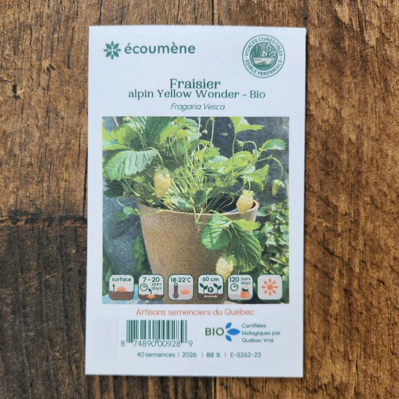 Fraise alpine ‘Yellow Wonder’ ( Fragaria vesca )