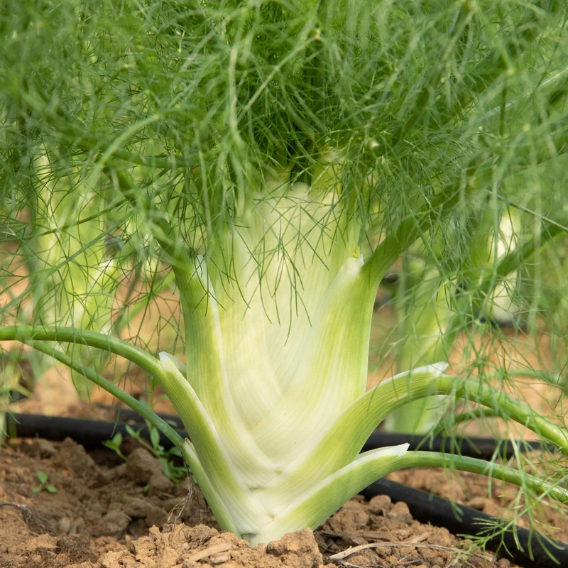 Fenouil ‘Fino’ ( Foeniculum vulgare )