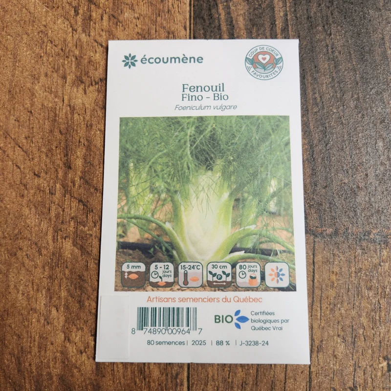 Fenouil ‘Fino’ ( Foeniculum vulgare )