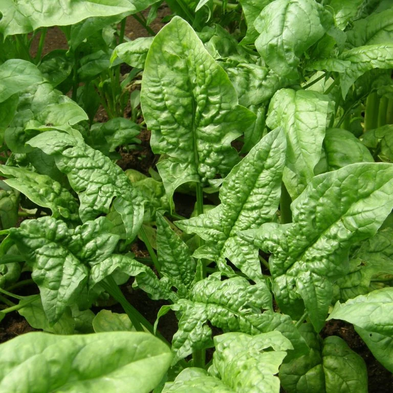 Épinard ‘Giant Winter’ ( Spinacia oleracea )