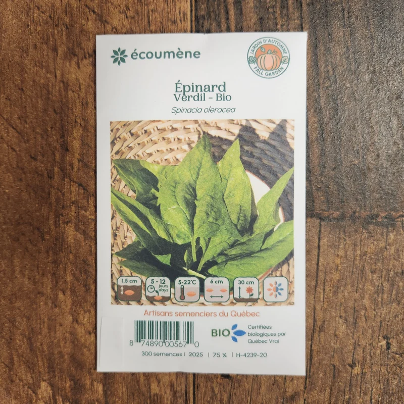 Épinard ‘Verdil’ ( Spinacia oleracea )