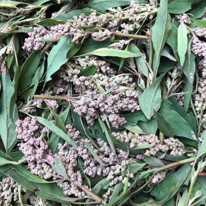 Épinard des Aztèques rouge ( Amaranthus cruentus )